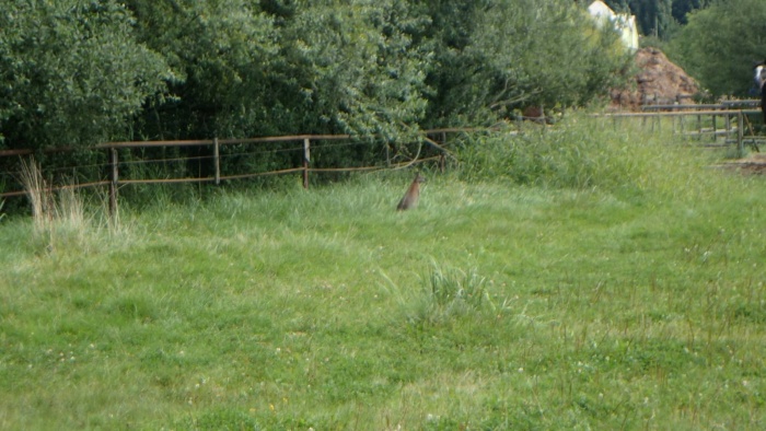 zachranaklokanHlucin (1).JPG