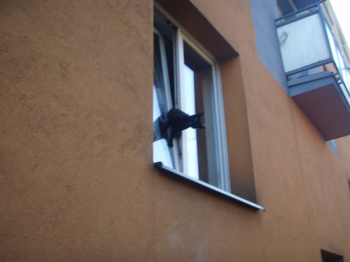 zachranakockaoknoCeskyTesin (2).JPG