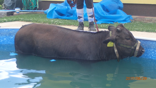 zachranakravabazenOrlova (3).JPG