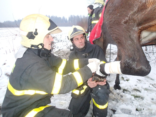 zachranakunasfaltStonava (KI) (10).JPG