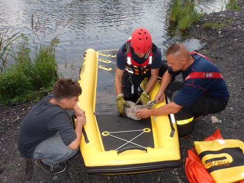 zachranalabutDoubrava (5).jpg