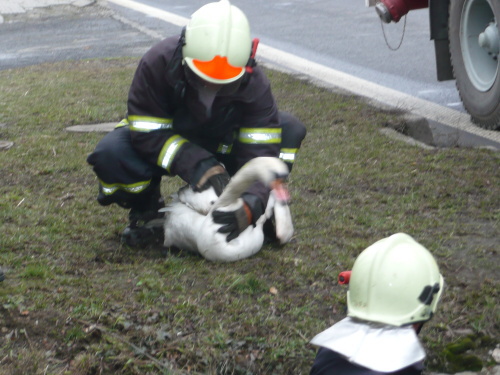 zachranalabutkanalVelkeHeraltice (OP) (7).JPG