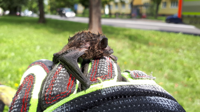 zachrananetopyriHavirov (5).jpg