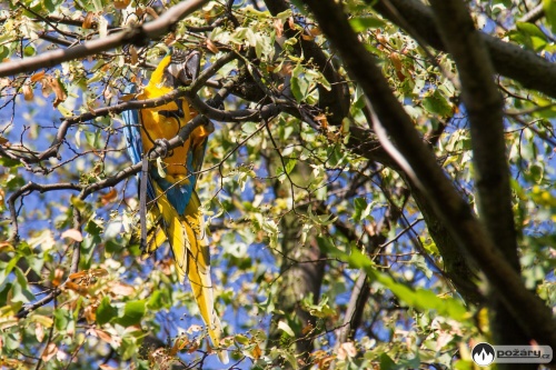 zachranapapousekJistebnik_Kozak (1 NJ).jpg