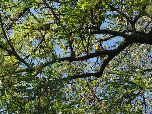 zachranapapousekarastromJistebnik (1 NJ).JPG