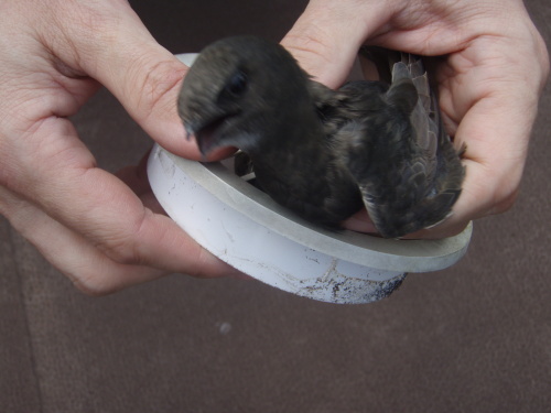 zachranarorysmrizkaCeskyTesin (3).JPG