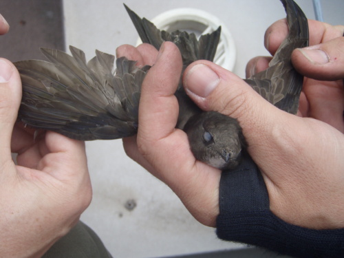 zachranarorysmrizkaCeskyTesin (5).JPG