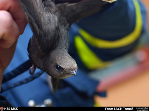 zachranarorysstrechaOstrava (5).JPG