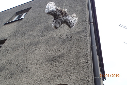 zachranasoviceBohumin (2).JPG