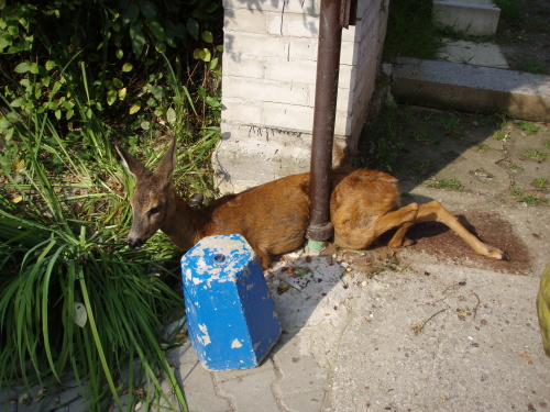 zachranasrnatrubkaOrlova (1).JPG