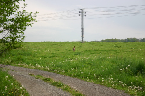 zachranasrnecplotCeskyTesin (KI) (4).JPG