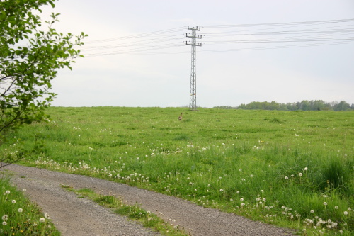 zachranasrnecplotCeskyTesin (KI) (5).JPG