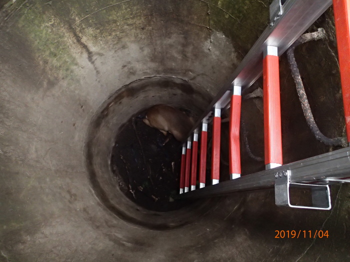 zachranasrnkasachticeHavirov (2).JPG