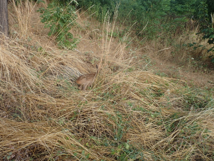 zachranasrnkykanalOstrava (5).JPG