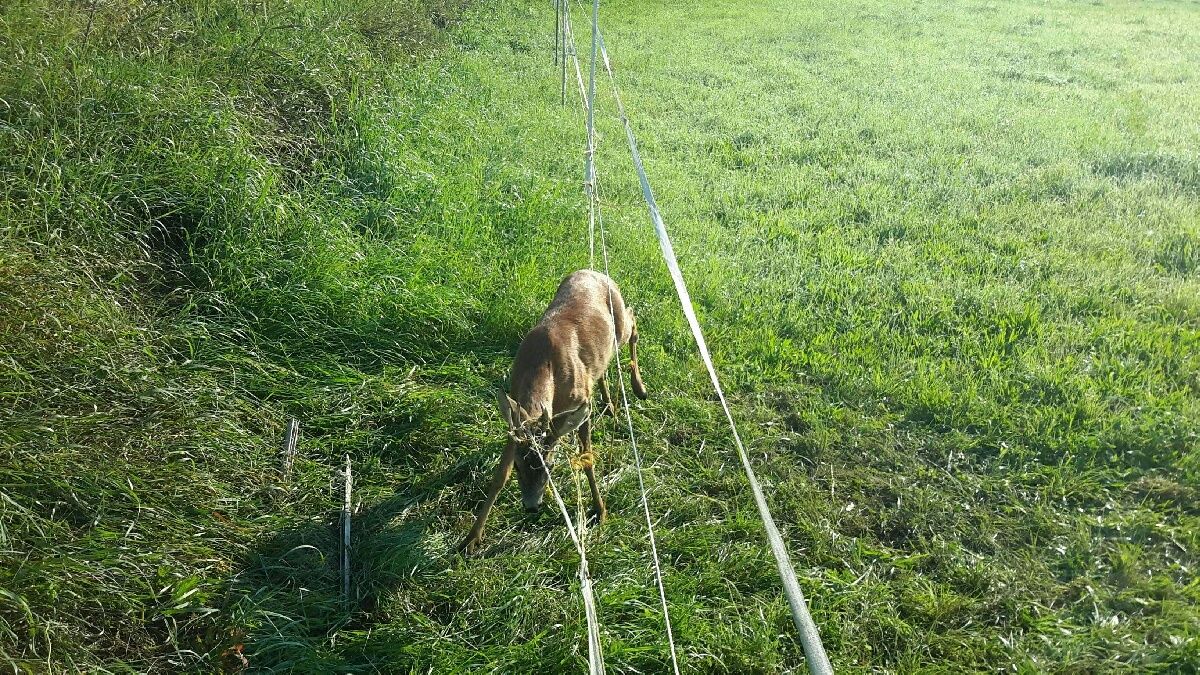 zamotaný srnec1.jpg