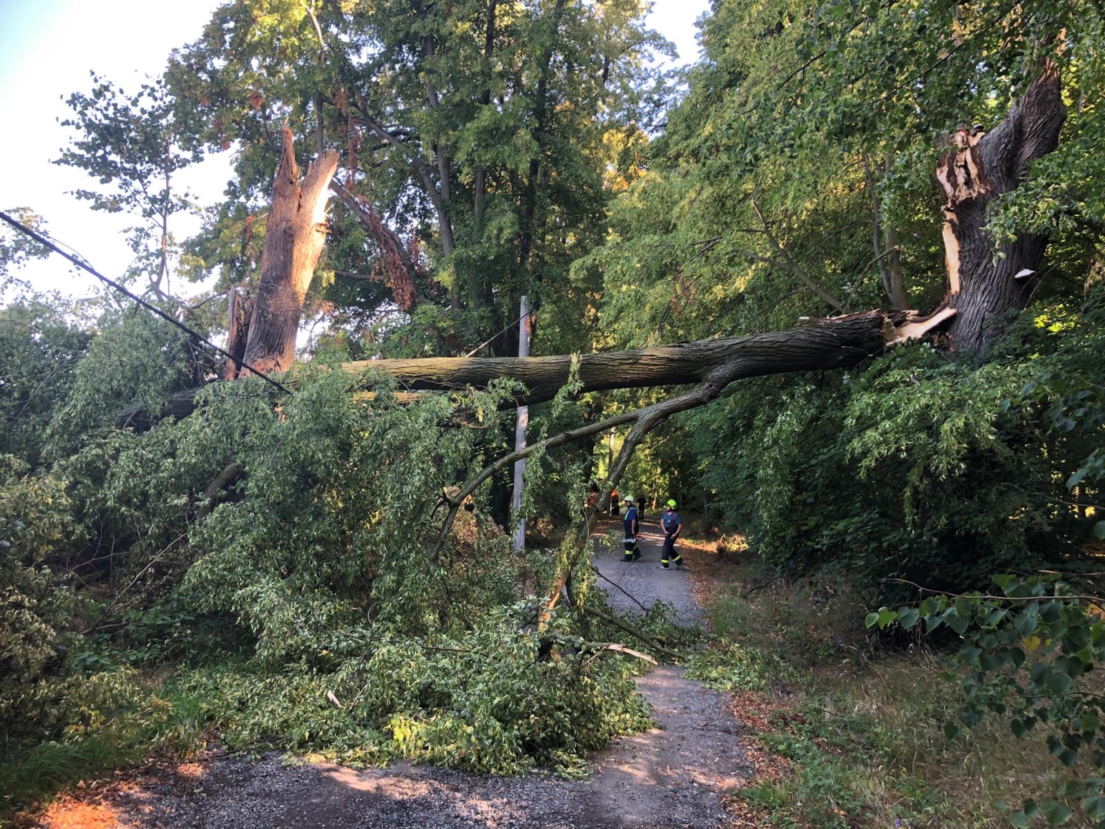 110825-Likvidace mohutného stromu ze silnice mezi Komorním Hrádkem a lokalitou U Lorety u Chocerad na Benešovsku.jpg