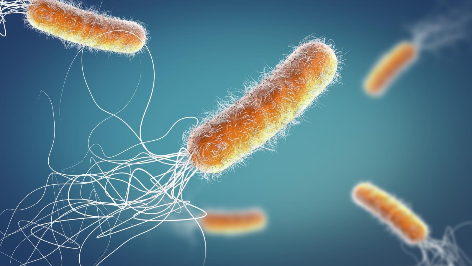 Obr.1 - Bakterie Pseudomonas aeruginosa napadající zejména jedince s oslabeným imunitním systémem