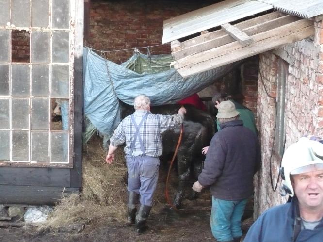 Býk ´Bobíkˇbyl po dobu záchranné akce velmi klidný