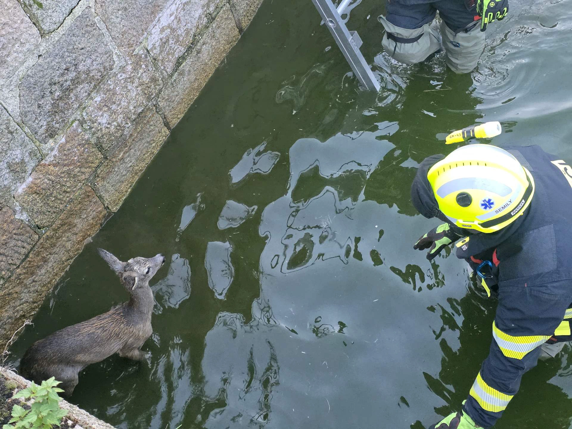 VIDEO: Srnka spadla do požární nádrže. Z pasti jí pomohli semilští hasiči