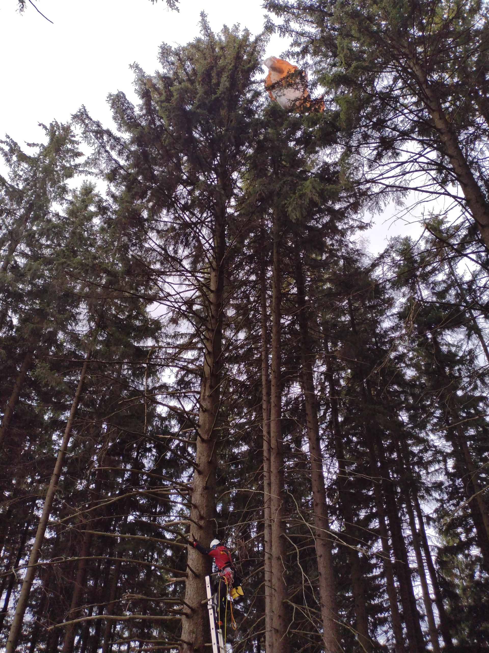 Dramatická záchrana paraglidisty, který uvízl ve dvacetimetrové výšce v koruně stromu.