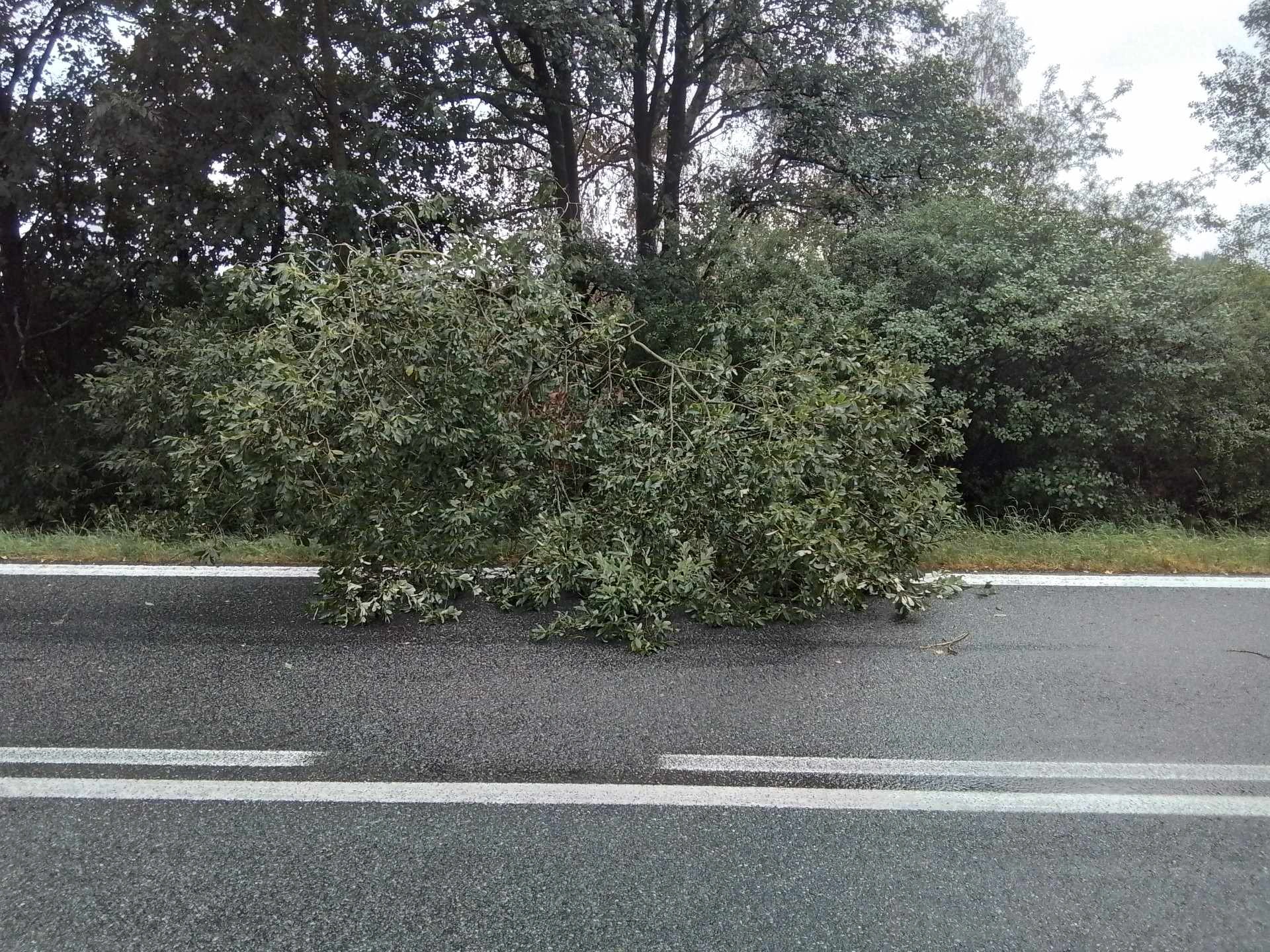 Hasiči na Vysočině odstraňovali popadané stromy, nejvíce zásahů měli na Havlíčkobrodsku